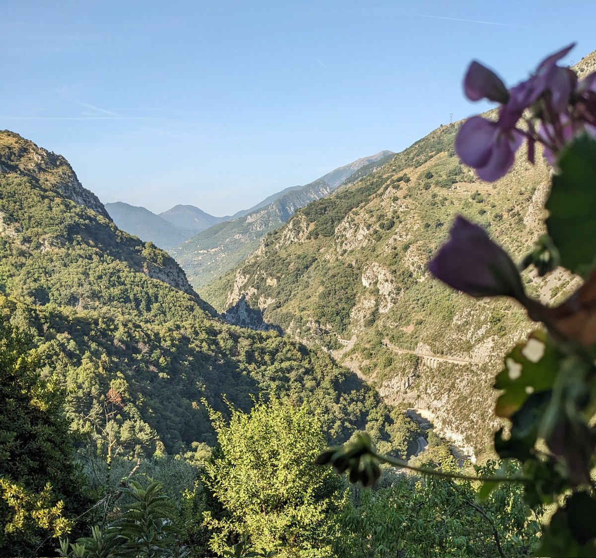 Nikki Rees tweet media