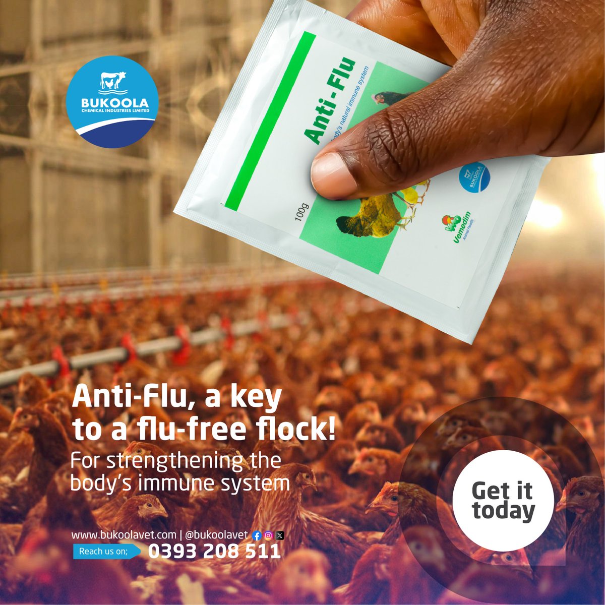 Bukoolavet's tweet photo. Keep your flock healthy. Say goodbye to flu worries with Anti Flu. Your poultry deserves the best protection. Get Anti-Flu from our pharmacy today.
#bukoolavet #FluFreeFlock #PoultryCare https://t.co/yycnIpLnur