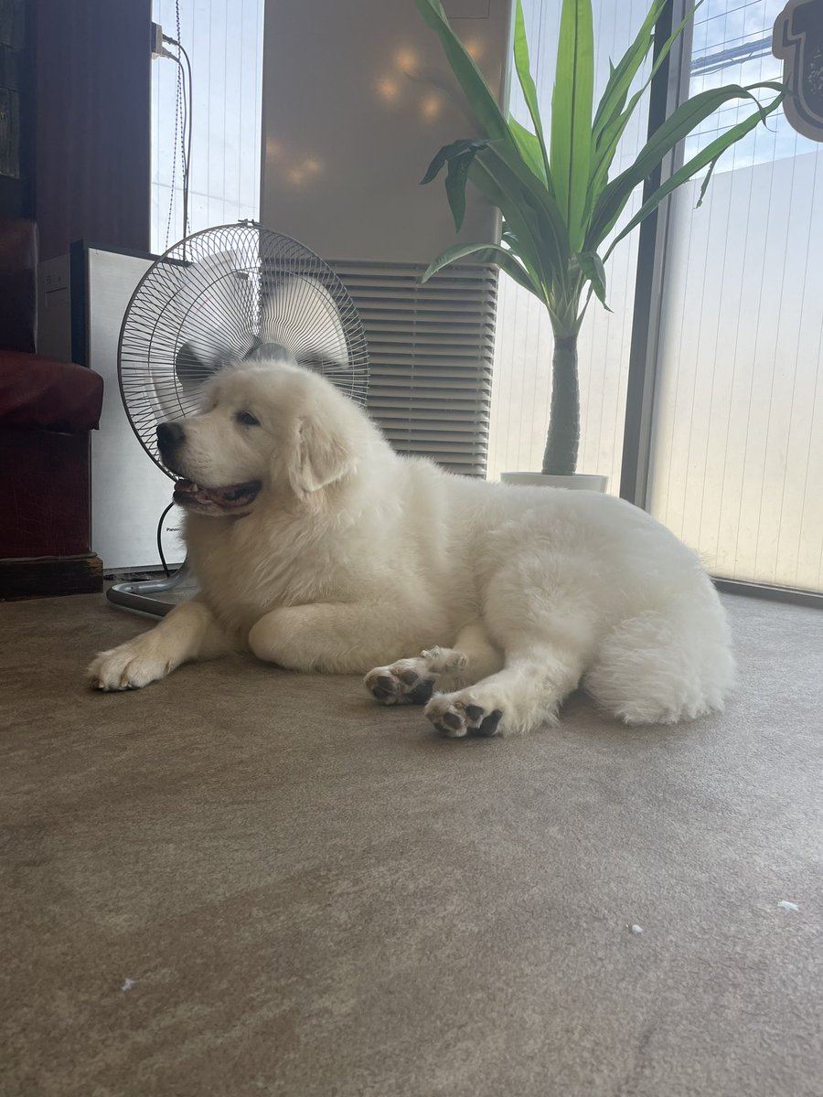 shine_hashimoto's tweet photo. デカ犬カフェ行ってきました。 https://t.co/J7a1u0Q5Yg