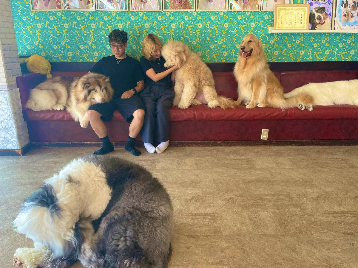 shine_hashimoto's tweet photo. デカ犬カフェ行ってきました。 https://t.co/J7a1u0Q5Yg