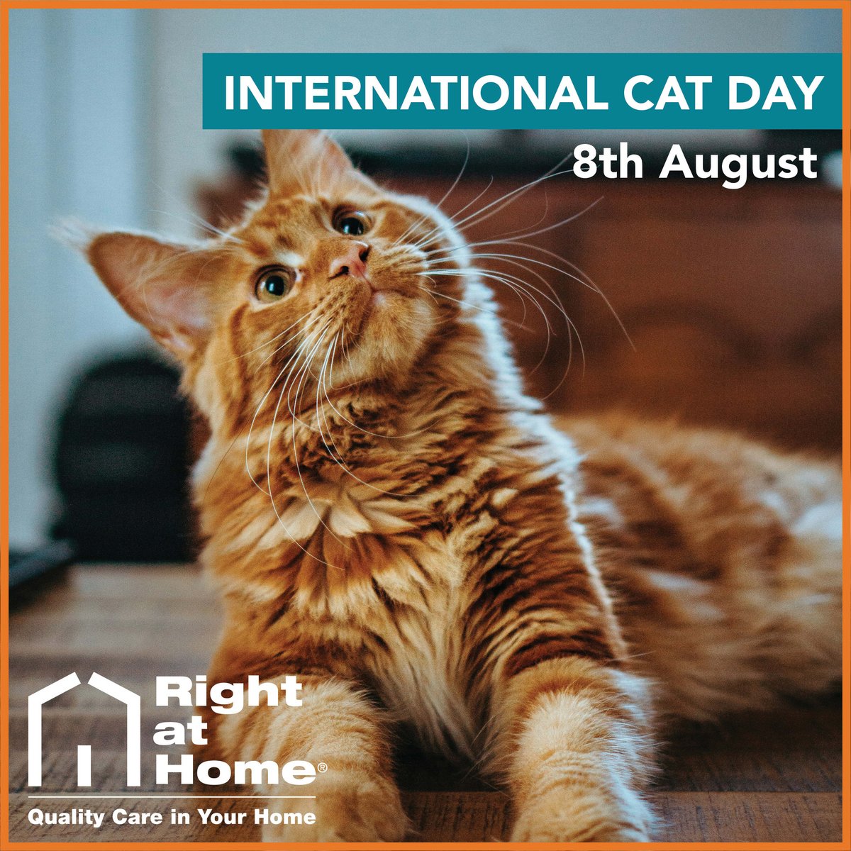 RaHHatfield's tweet photo. Today is International Cat Day!

Our CareGivers can help look after your pets, ensuring they are fed, walked, and make sure they attend any vet appointments.

Find out more:

https://t.co/JTfAsowGcx https://t.co/hb9GblRXZB