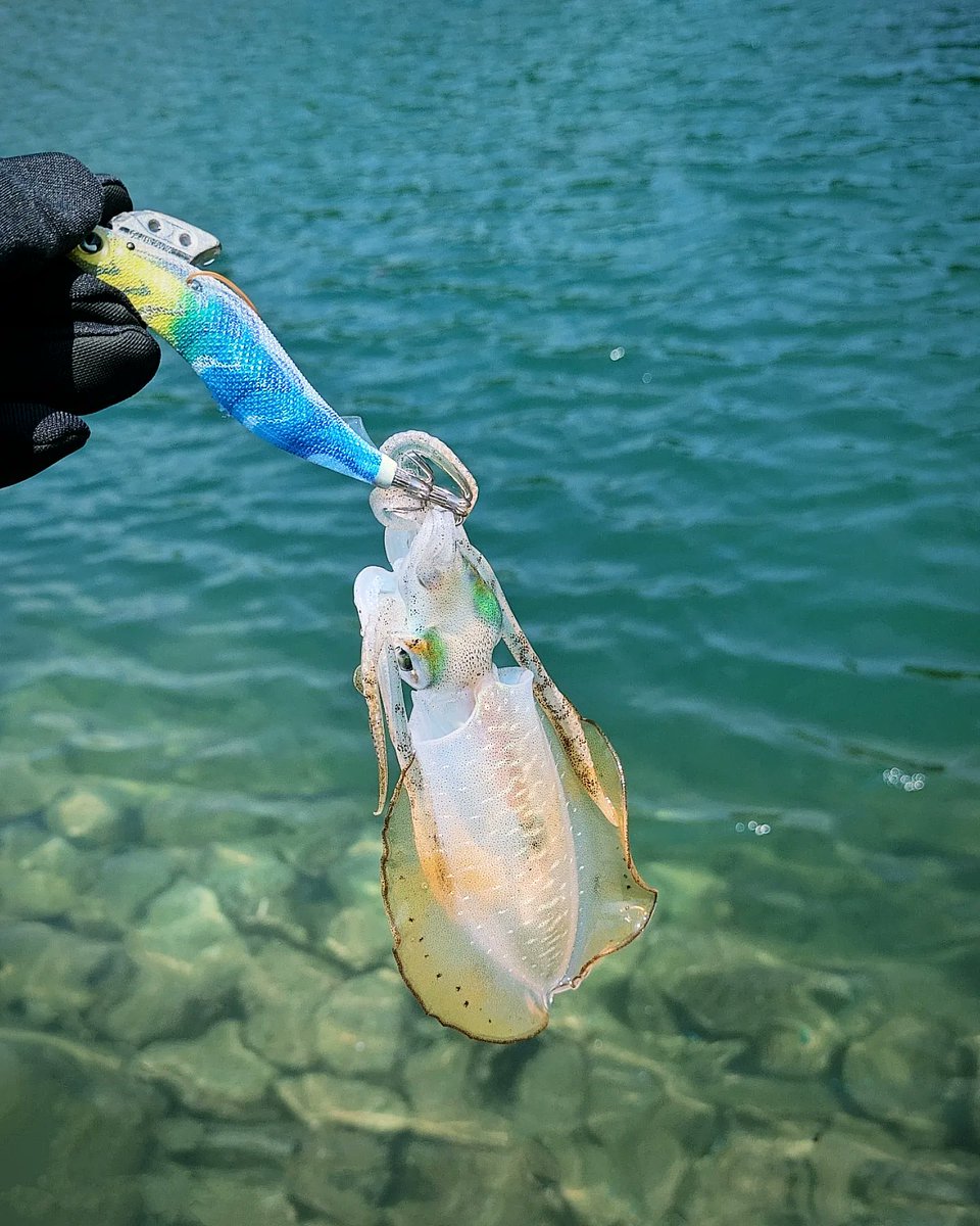 ちょーおひさしエギング🦑🫶
#抱いたんじゃない抱かせたんだ #エギング　#アオリイカ　#シーラインエギング部