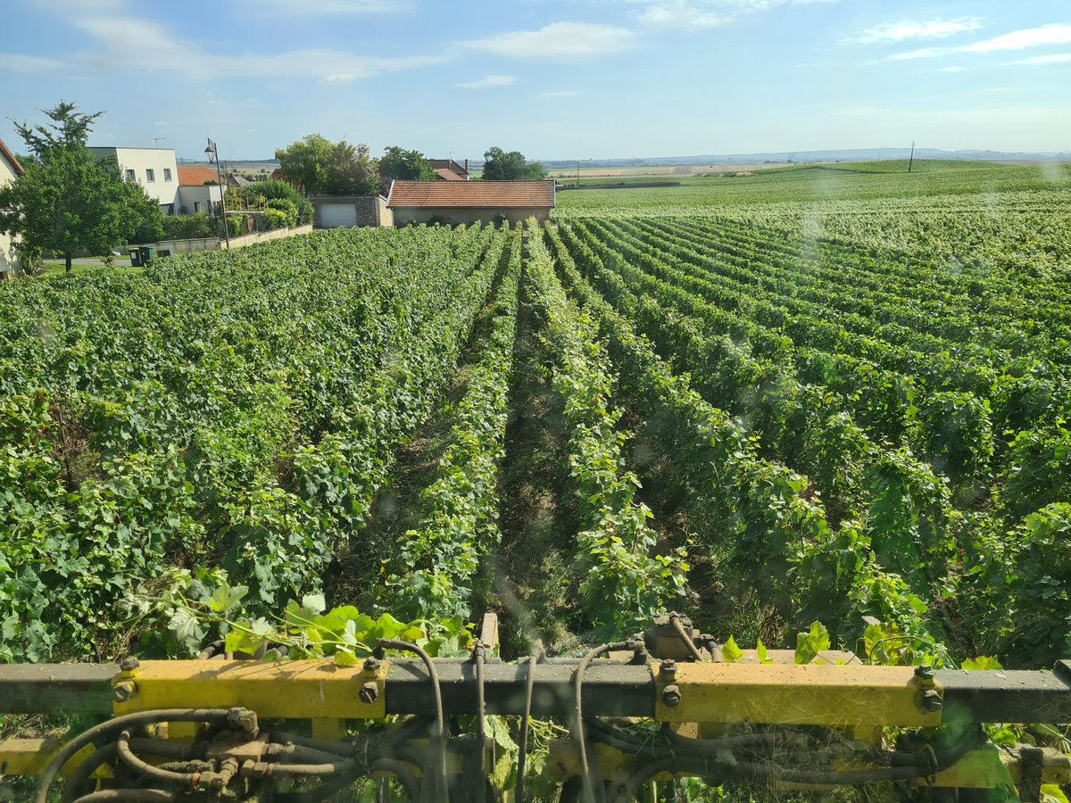 benoit51390's tweet photo. La différence est nette!
Rognée / pas rognée
#Champagne
📍#Vrigny
📌#LesClos (les vieux, plus vieille parcelle de l'exploitation, 70 ans cette année)
🍇#Meunier https://t.co/2dODkOyFpo