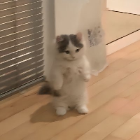 ICDonSol's tweet photo. Happy International Cat Day @michionsolana 
$ICD
6jVpU1P17afbWFVigAruFD78jrgaTWF1C7n9bx2Spump https://t.co/5YGWIPt0Rs