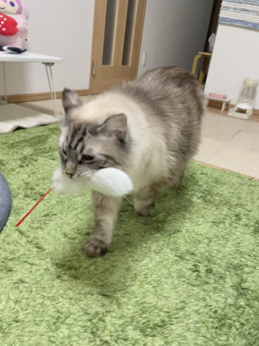 持ってきたぞ〜
あそんでくれ〜🐱

#猫のいる暮らし #猫のいる幸せ 
#スコティッシュ×#ノルウェージャン