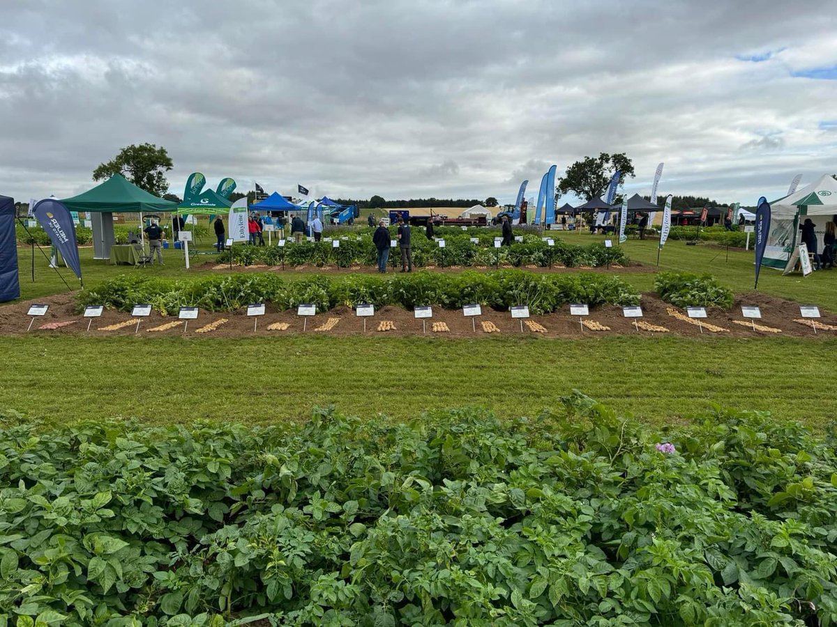 All set to go at Potatoes in Practice At Balruddery Farm, Dundee! Come and meet the Meijer Potato UK team and see our latest introductions Lady Avalon and Drummer, as well as the existing range of varieties. We’re here until 330 today!