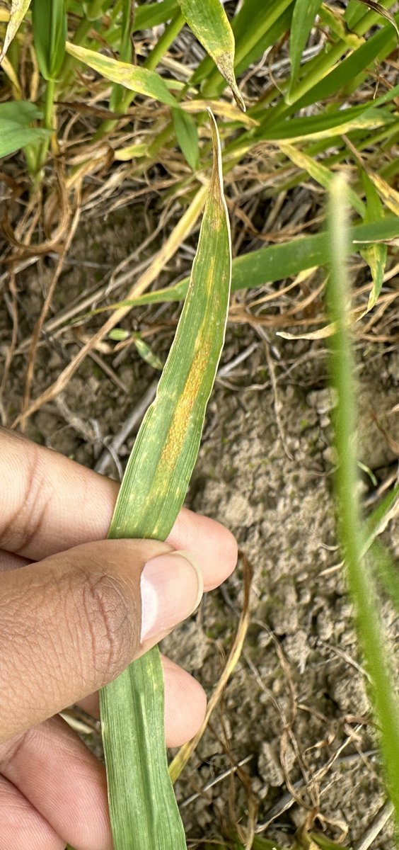Hari (@imharidadu) on Twitter photo Following reports from the Mallee, stripe rust now detected in the South Vic. Monitor crops for symptoms, susceptible crops may need attention <a href="/GRDCSouth/">GRDC South</a> <a href="/VicGovAg/">Agriculture Victoria</a> <a href="/VicCropDiseases/">Field Crop Diseases Victoria</a> Following reports from the Mallee, stripe rust now detected in the South Vic. Monitor crops for symptoms, susceptible crops may need attention <a href="/GRDCSouth/">GRDC South</a> <a href="/VicGovAg/">Agriculture Victoria</a> <a href="/VicCropDiseases/">Field Crop Diseases Victoria</a>