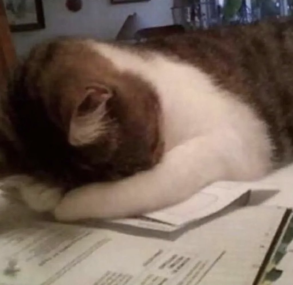 Psikoloğum kedi sahiplen, psikolojine iyi gelir demiştir. O sırada kedim 😿