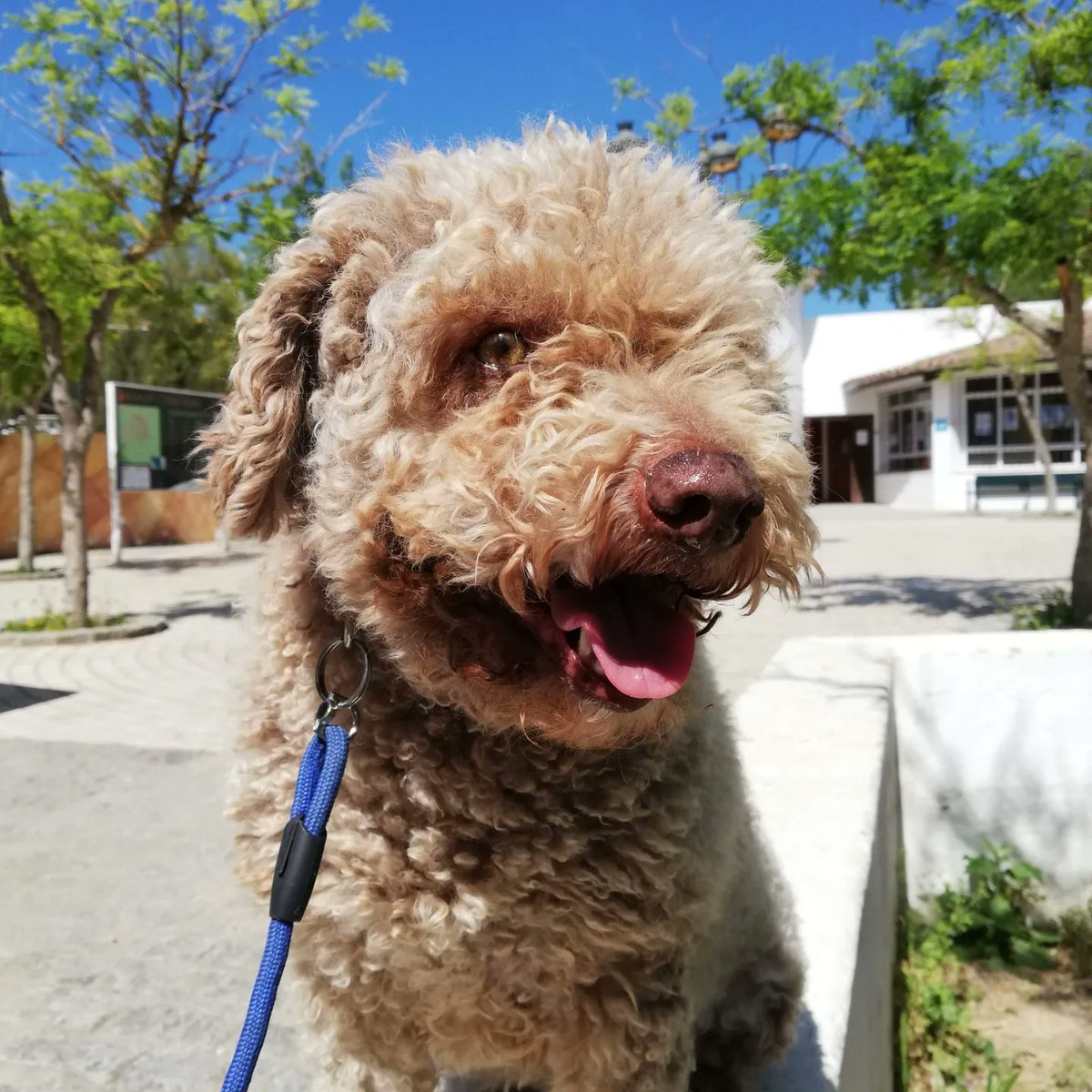 MrFlorito's tweet photo. Nunca te olvidaré, mi gorda. Solo espero que disfrutaras a mi lado como yo lo hice al tuyo. Siempre te llevaré conmigo 🐾❤️ https://t.co/bv6Ef5RjZQ