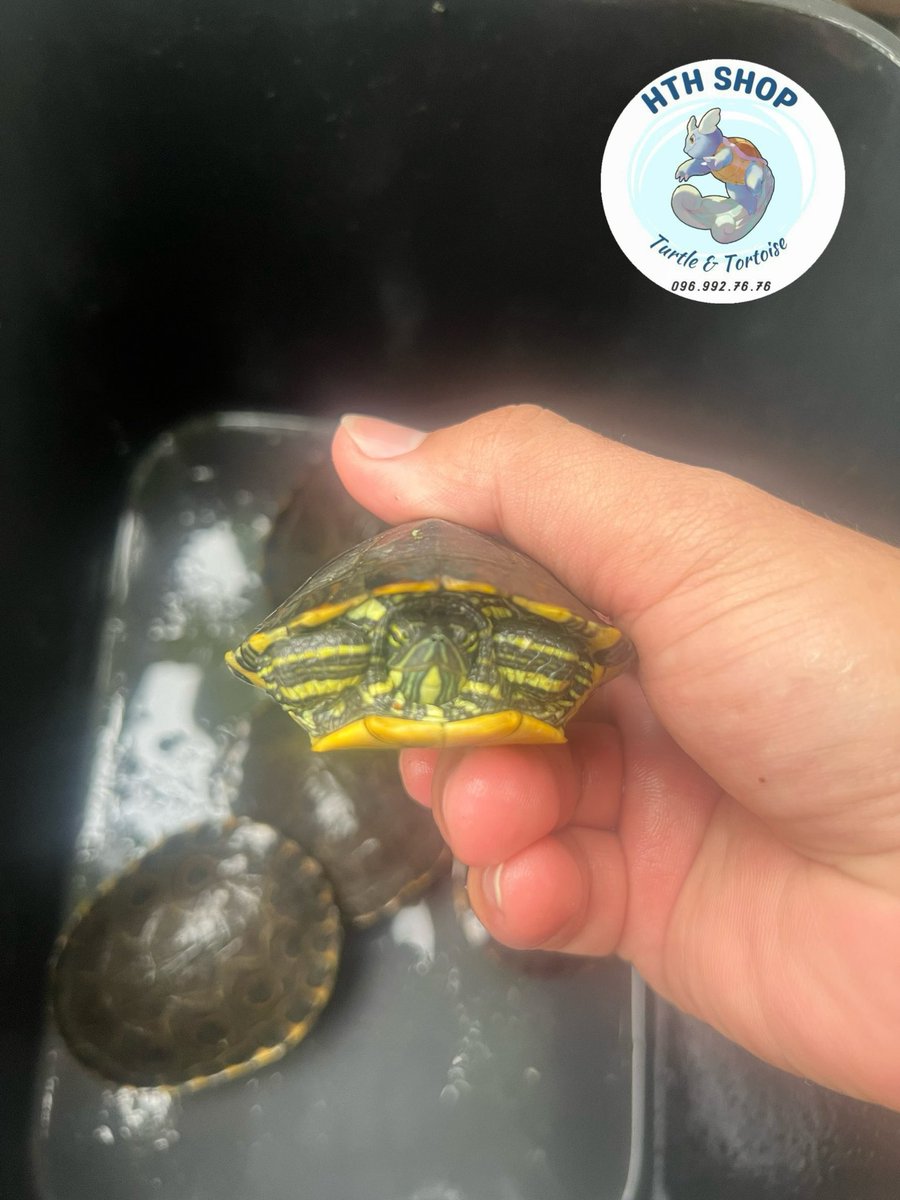 hthshop91's tweet photo. Peacock turtle silder
#hthshop #ruacong #sliderturtle https://t.co/wHKhzC69Xx