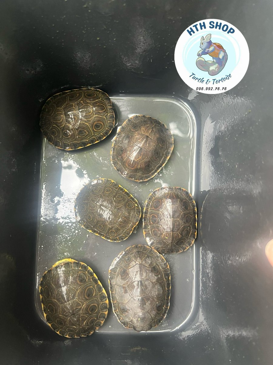 hthshop91's tweet photo. Peacock turtle silder
#hthshop #ruacong #sliderturtle https://t.co/wHKhzC69Xx