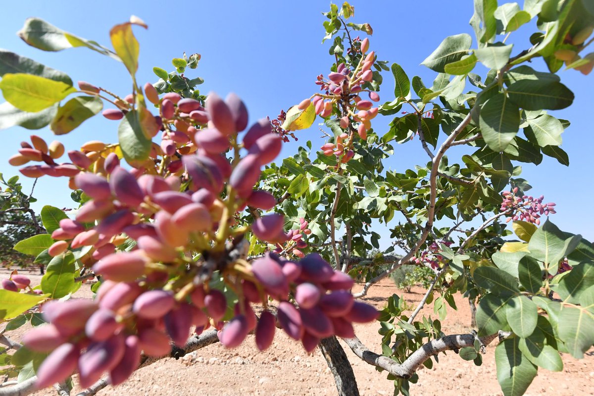Valimiz Kemal Çeber, Oğuzeli Kaymakamı İbrahim Cesur, İl Jandarma Komutanı Tümgeneral Halil Şen, İl Emniyet Müdürü Celal Özcan ve Şahinbey Belediye Başkanı Mehmet Tahmazoğlu ile birlikte Oğuzeli İlçesi Dokuz Yol Köyü’nde gerçekleştirilen fıstık hasadına katılarak