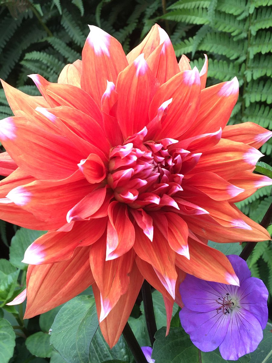 Morning 👋 A lovely orange #dahlia 🧡 looking good with the ferns behind and the lovely Rozanne geranium 💜 Have a good un 🌸🧡🌿

#flowers #gardening #dailydahlia #dahlialove