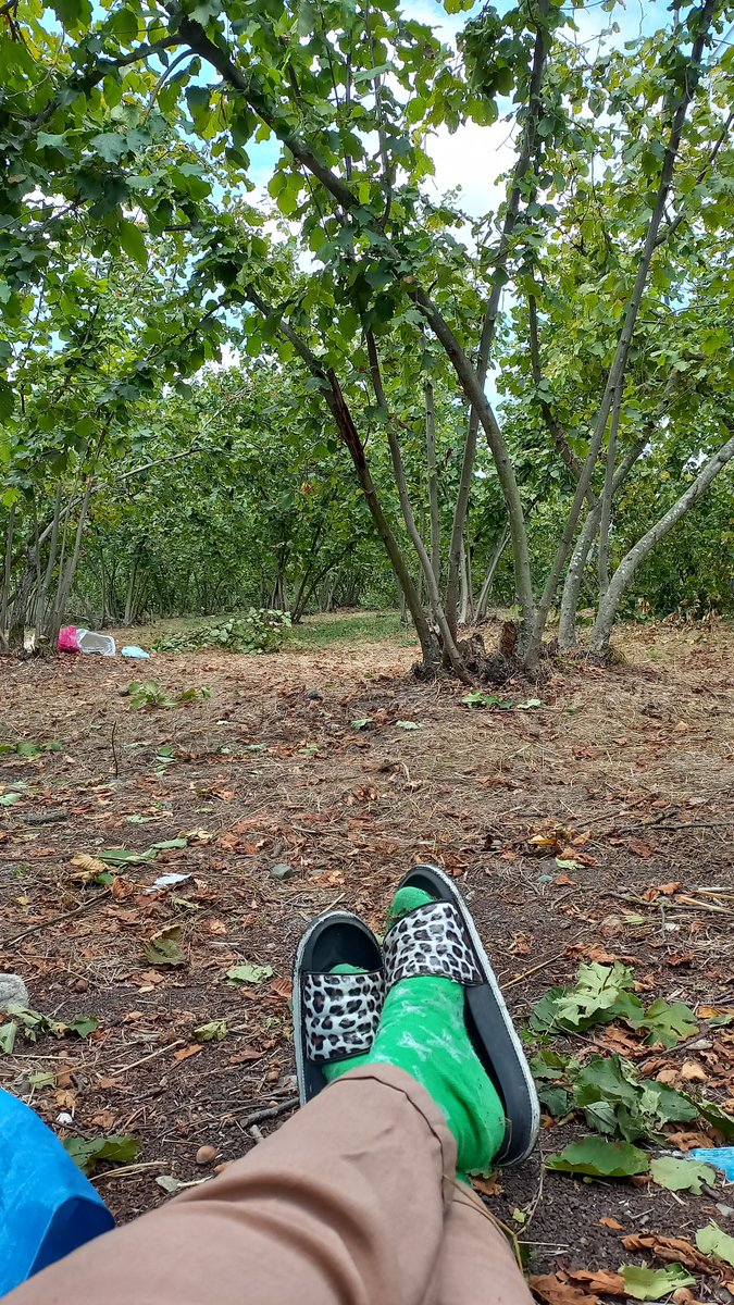 Çoraplarım hep büyük gelir. Fındık gelini mode on.