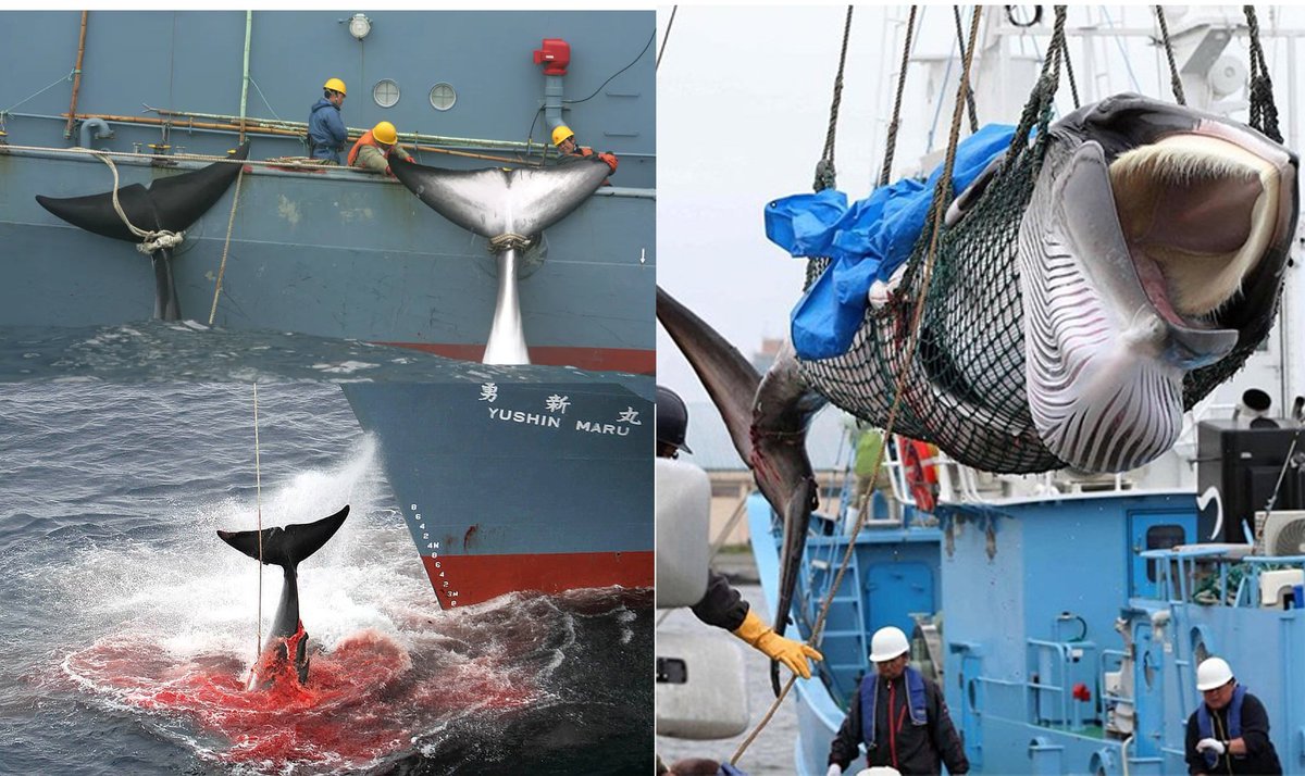 #URGENTISIMO
#SOLIDARIDAD 
Paul Watson condenado a 15 años de prisión por defender a las ballenas que estaban siendo masacradas en  Tokio (Japón) 
Mirad estas imágenes
¿Creéis que es justo que por defender a las ballenas te condenen a prisión ?
Hazlo viral
#FreePaulWatson