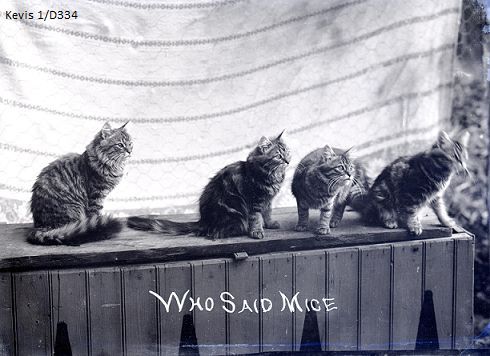 Happy #InternationalCatDay 🐈