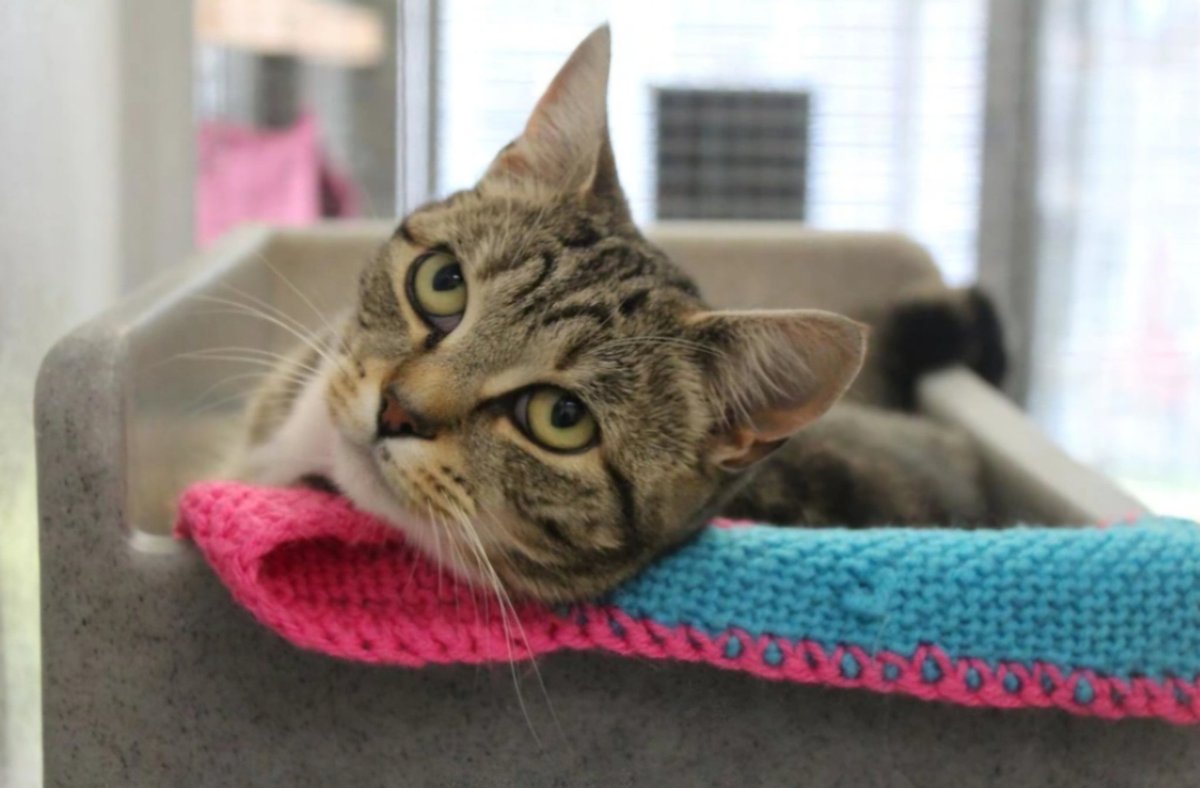 CatsWMids's tweet photo. We're open again!

Come and see us 11am-2pm every day (apart from Wednesday) to find your cat companion ❤️

Here are Ellie, Assya and George, who have been waiting patiently for their new home. 

https://t.co/DwEvYvFkAb https://t.co/eoXHn6Thai