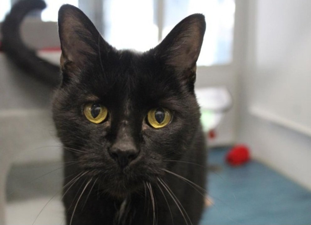 We're open again!

Come and see us 11am-2pm every day (apart from Wednesday) to find your cat companion ❤️

Here are Ellie, Assya and George, who have been waiting patiently for their new home. 

cats.org.uk/birmingham