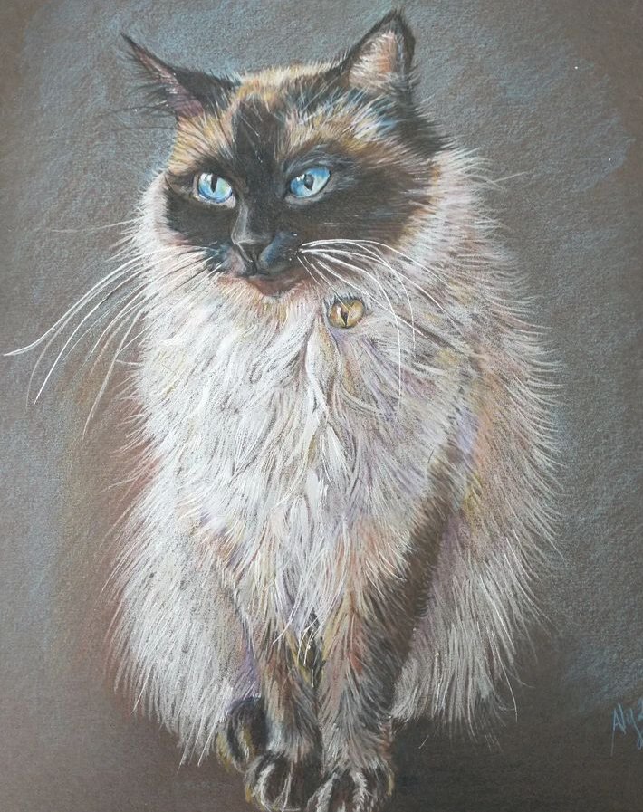 As it's International Cat Day. Here's two of my coloured pencil commissions of these delightful furbabies.#InternationalCatDay #furbaby #cat #colouredpencil #art