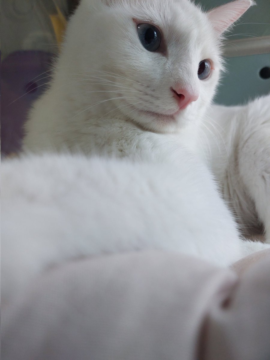 🚨도와주세요!🚨
RT 부탁드립니다.
집주인과 불화로 인해 임보를 9월 1일까지만 하게 되었습니다. 
입양처뿐만 아니라 임보처도 찾고 있습니다.
조금의 관심이 큰 도움이 됩니다.
사진은 보고 묘연을 느끼셨다면
pawinhand.kr/link/linker.ht…