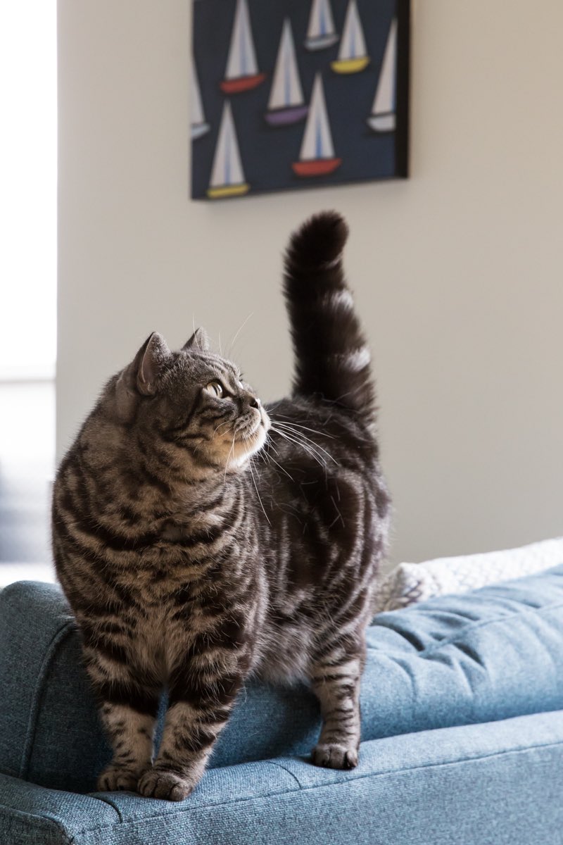 hannahlarkin's tweet photo. How are you celebrating #InternationalCatDay?
🐈
I’m always happy to photograph cats - whether you want to treat them to their very own photoshoot, or include them in at home family photos. I tempted this beautiful cat Smokey for some photos during a lifestyle branding shoot 
🐈‍⬛ https://t.co/s83fOpxkyT