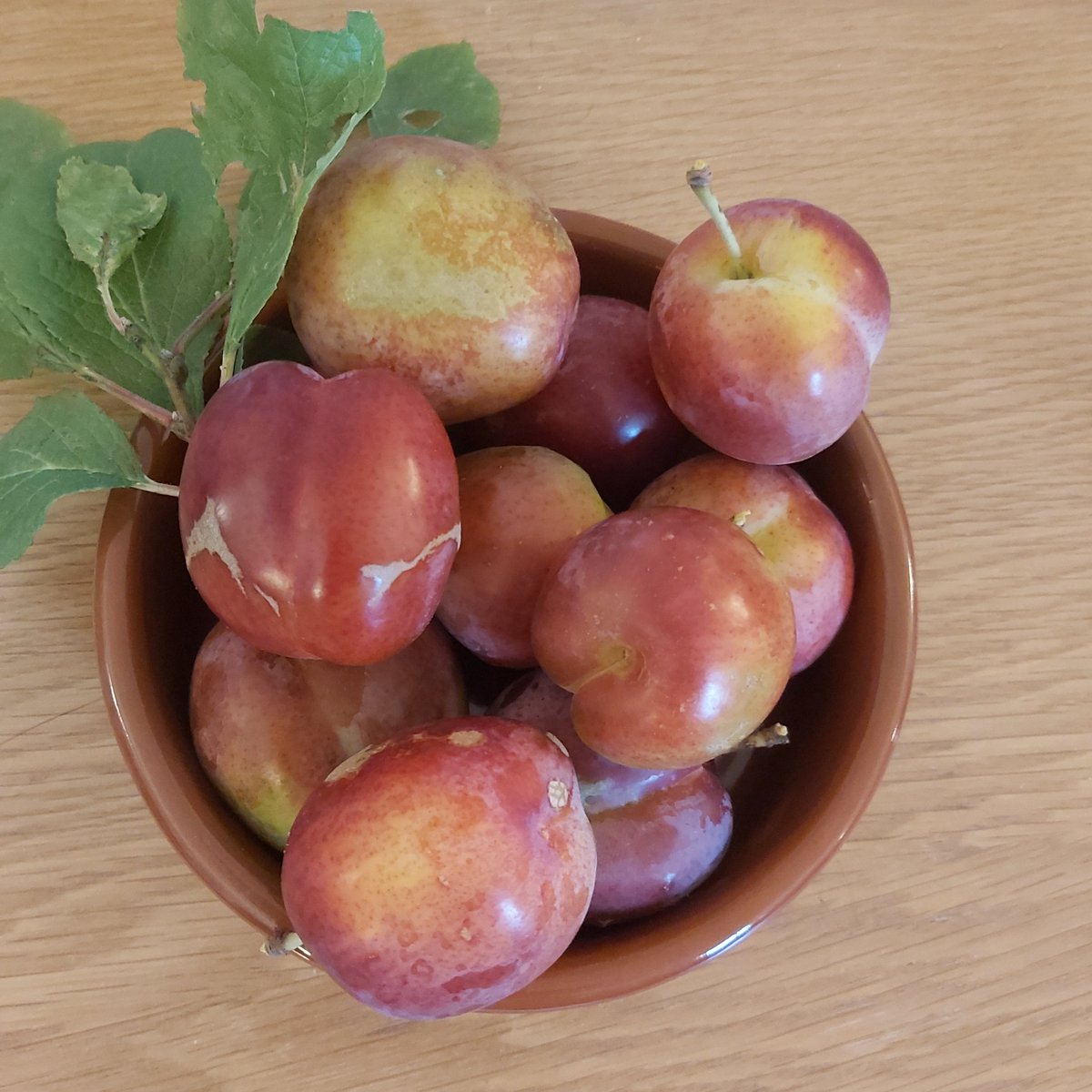 <a href="/rockola1958/">Graeme Watts</a> <a href="/BelmontHseGdns/">Belmont House and Gardens</a> can't beat the plums here at #BelmontHouse #Home