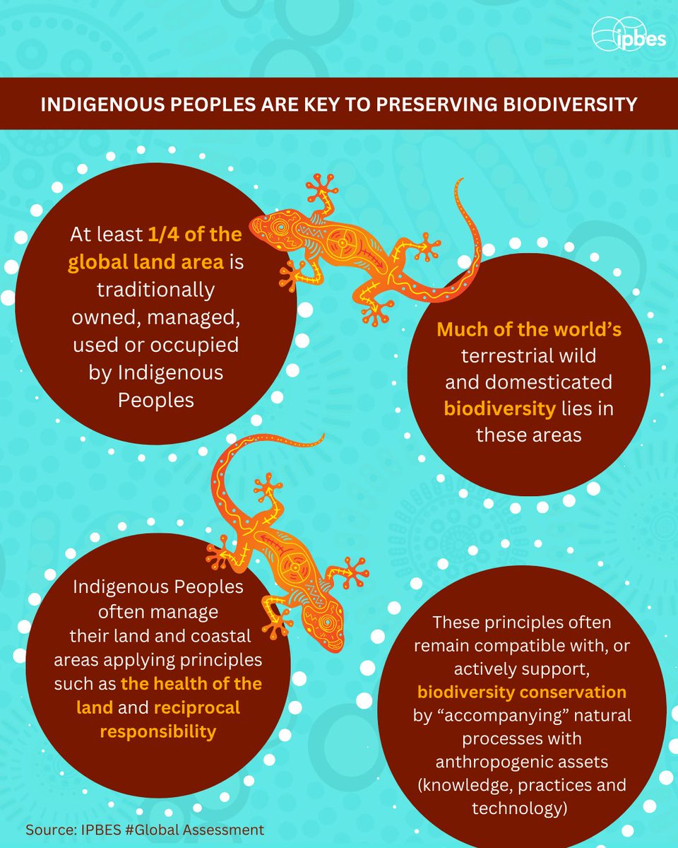 Nature managed by #IndigenousPeoples and local communities is under increasing pressure. 🌏🌿

On #IndigenousPeoplesDay, check out our new infographic &amp; discover how crucial they are to preserving #biodiversity. ⤵️

- <a href="/IPBES/">ipbes</a> #GlobalAssessment

📚 ipbes.net/global-assessm…