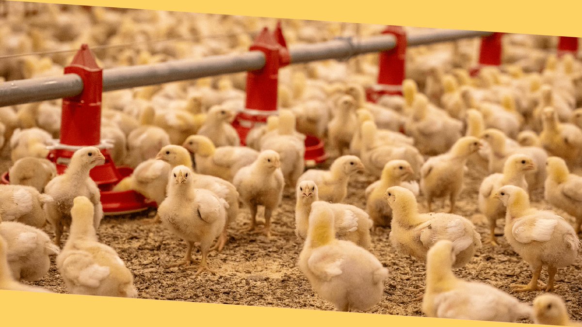 HATO Agricultural Lighting tweet media