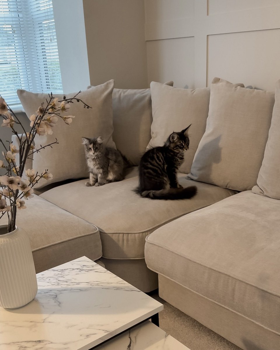 Sofa Club® tweet media