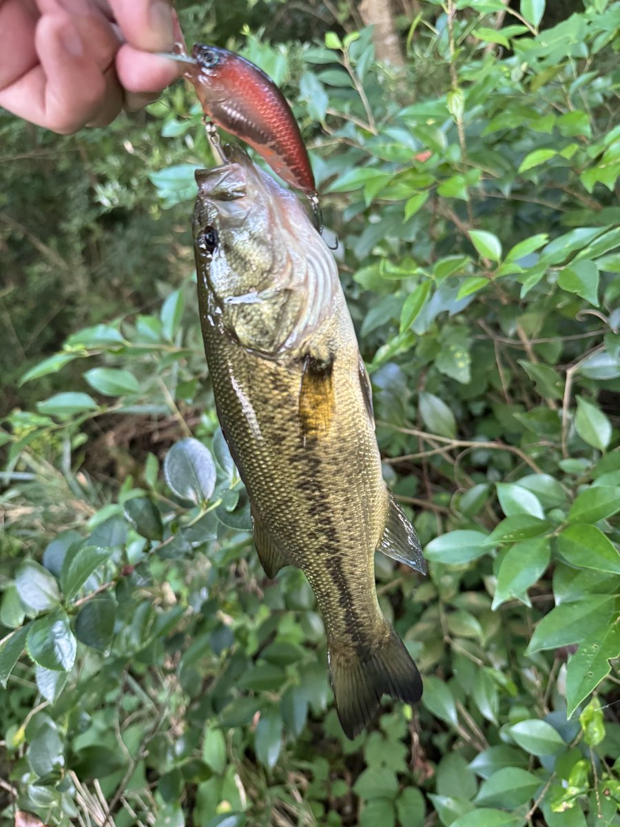 cranker_SR's tweet photo. 届いたその日にキャッチ🐟
#grassroots
#runbbit
#monkeybrainbaits
#ランビットでウォンテッド https://t.co/467jQtr5da