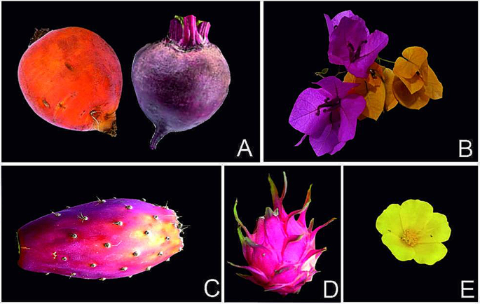 PCTOCjournal's tweet image. Production of betalains in plant cell and organ cultures: a review
link.springer.com/article/10.100…