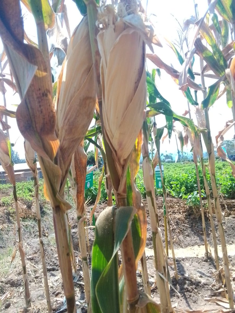 Imbuto nziza y'ibigori mu misozi miremire! 🌽 #RHMH1601 ushobora kuyisanga kuri stand ya <a href="/Triseeds1/">Triseeds</a> mu #RwandaAgriShow2024.