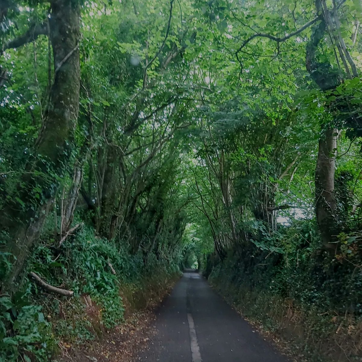 Staying in Wales, not far from Cardiff &amp; we came upon this lane - an ancient Hollow Way. The atmosphere changed, shimmered with mystery...  #holloways #magical 

 bbc.com/travel/article…