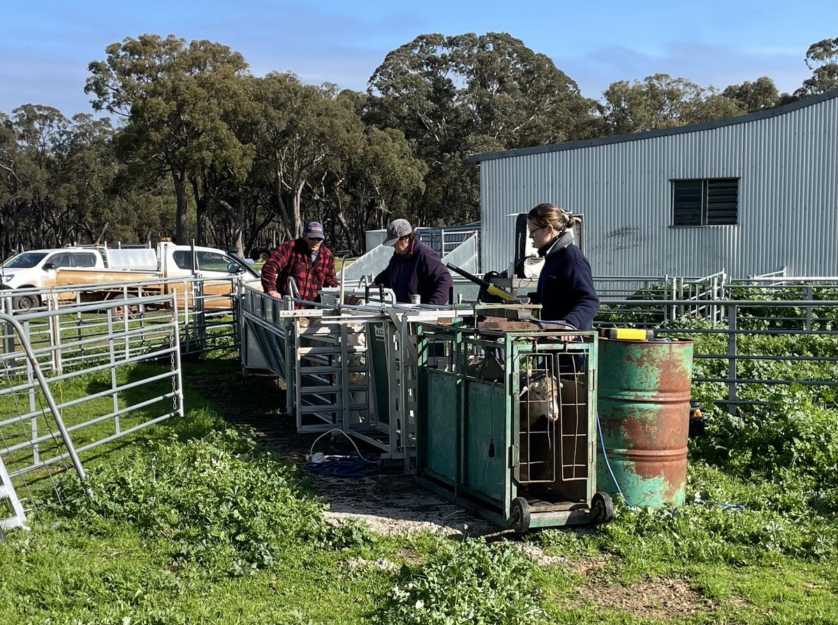 A brief intermission from lambing today for fat and muscle scanning of the 2023-drop rams. This rounds out data collection on the rams. Now to finalise the keepers and sale team!