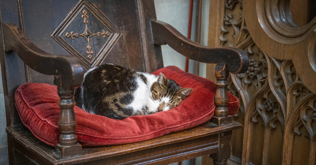 😺 #InternationalCatDay is soooo tiring 😺