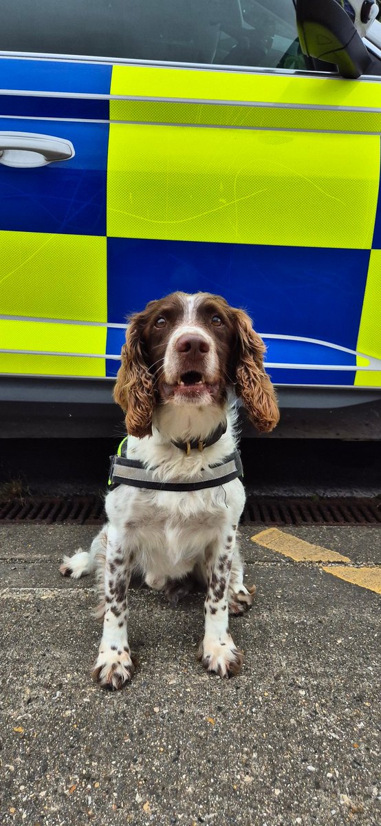 PDFranky's tweet image. Yesterday, PD Fuzz earned his steak 🥩  He searched a vehicle that is part of an ongoing investigation and located a very large amount of cash. Without Fuzz, it would not have been found due to the sophisticated hiding place. What a star 🌟 #policedog #search #DCF #thenoseknows
