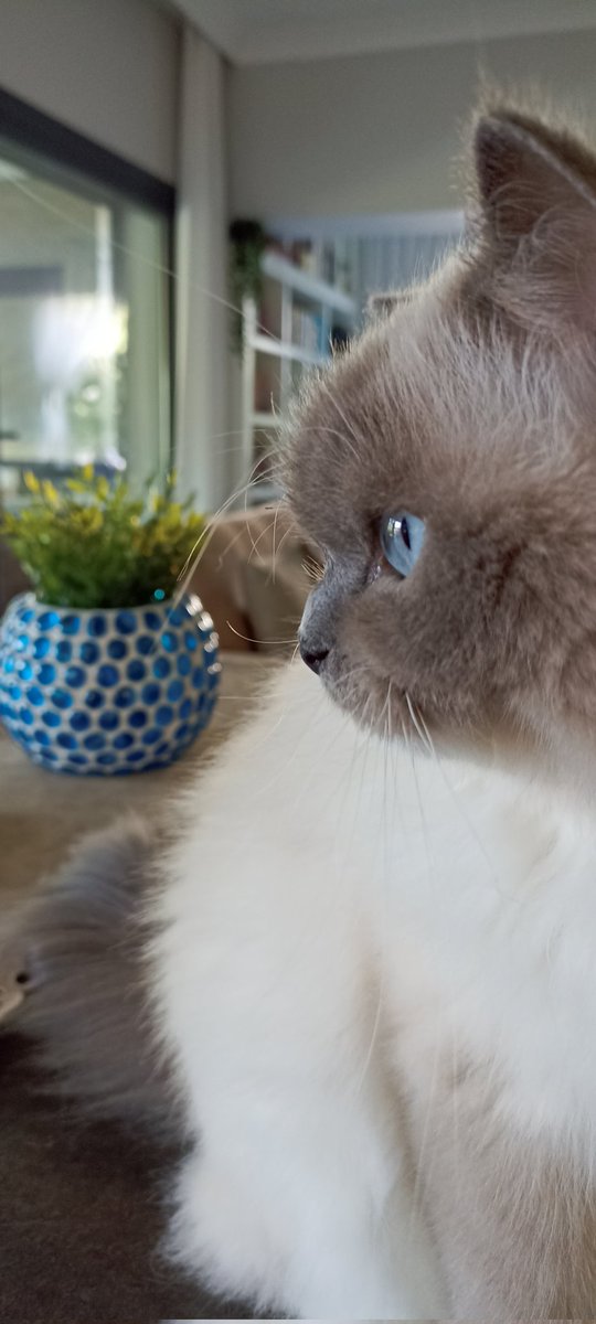 #InternationalCatDay