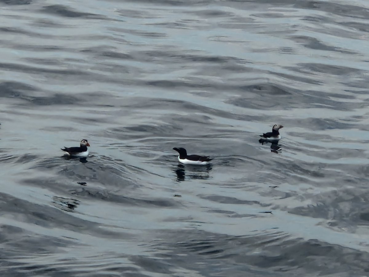 ScotGovMarine's tweet image. Research for the #PrePAREDProject continues with surveys within the Firth of Forth recording fish and seabird distribution and behaviour both inside and outside of wind farms.

Read more on the last survey in the July blog here: bit.ly/4dbUrb6