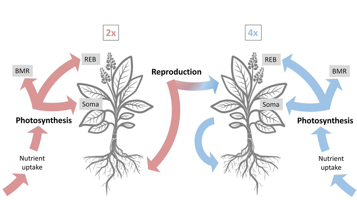 🌱From the upcoming #AJB #Polyploidy special issue🌱

A metabolic perspective on polyploid invasion &amp; the emergence of life histories: Insights from a mechanistic model

By <a href="/SilviaSilvija/">Silvija Milosavljevic</a>, <a href="/kauaife/">Felipe Kauai</a>, <a href="/FrederikMortier/">Frederik Mortier</a>, <a href="/YvesVandePeer/">Yves Van de Peer</a> &amp; @BonteDries 

doi.org/10.1002/ajb2.1… #botany
