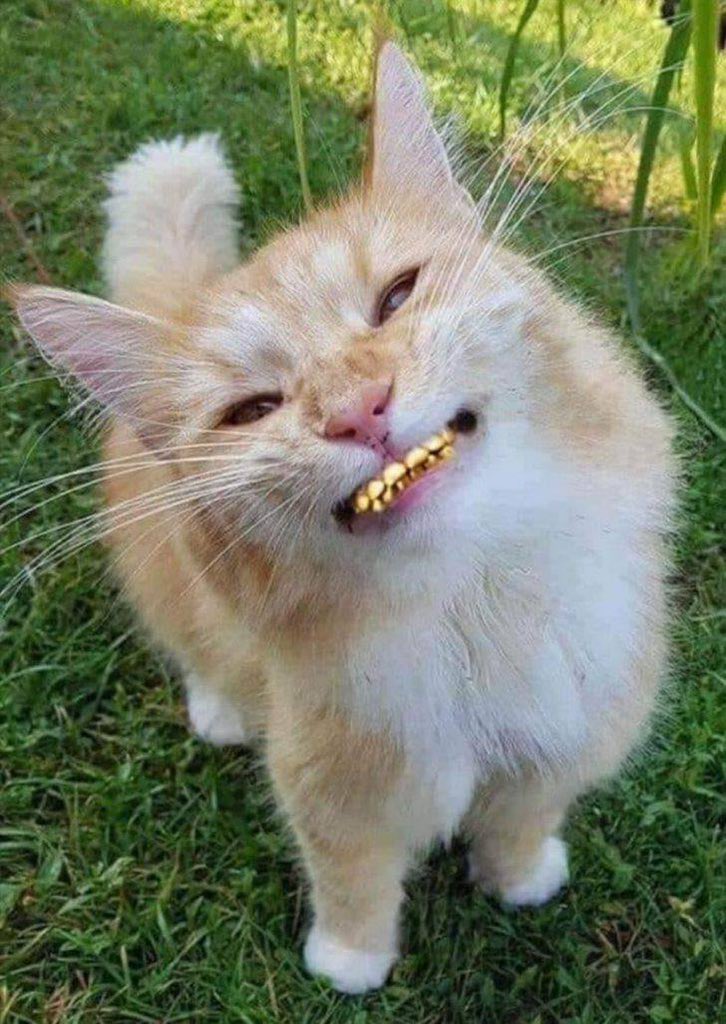 MakaveliSol's tweet photo. @SolPacShakur @TheManeCat Smiling now and will smile then too 🙌 https://t.co/xnm6QAIwef