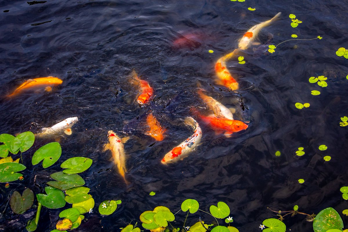 GDistortions's tweet photo. Koi pond at Mount Botanical Graden in Palm Beach
#Koi #Gardenscapes  #pond  #Palmbeach https://t.co/BpuAZlMTZs