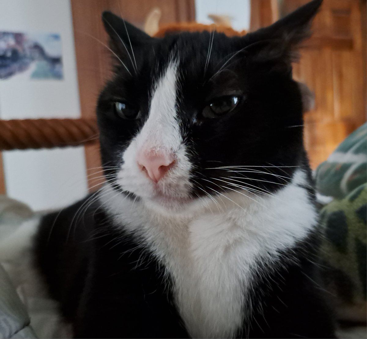 Who is having a good International Cat Day? Regards to all cats and to all  people who help cats flourish. #InternationalCatDay #cats, image size:1200x1107