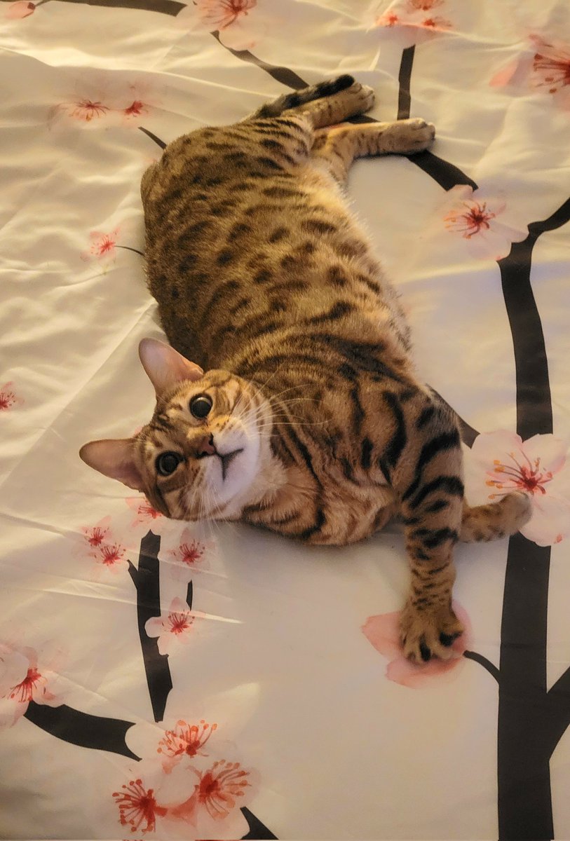 yattekiru's tweet photo. happy #InternationalCatDay :3c as she gets older she just gets more stinky https://t.co/AUh6LXzQj7