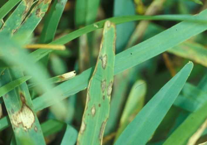 SyngentaTurf's tweet image. It’s #NationalGolfMonth! 🥳⛳

To help you provide optimal playing conditions on your course, we're committed to bringing you expert agronomic advice, like this article from Lisa Beirn, Ph.D. on #GrayLeafSpot management: bit.ly/46tOLa2