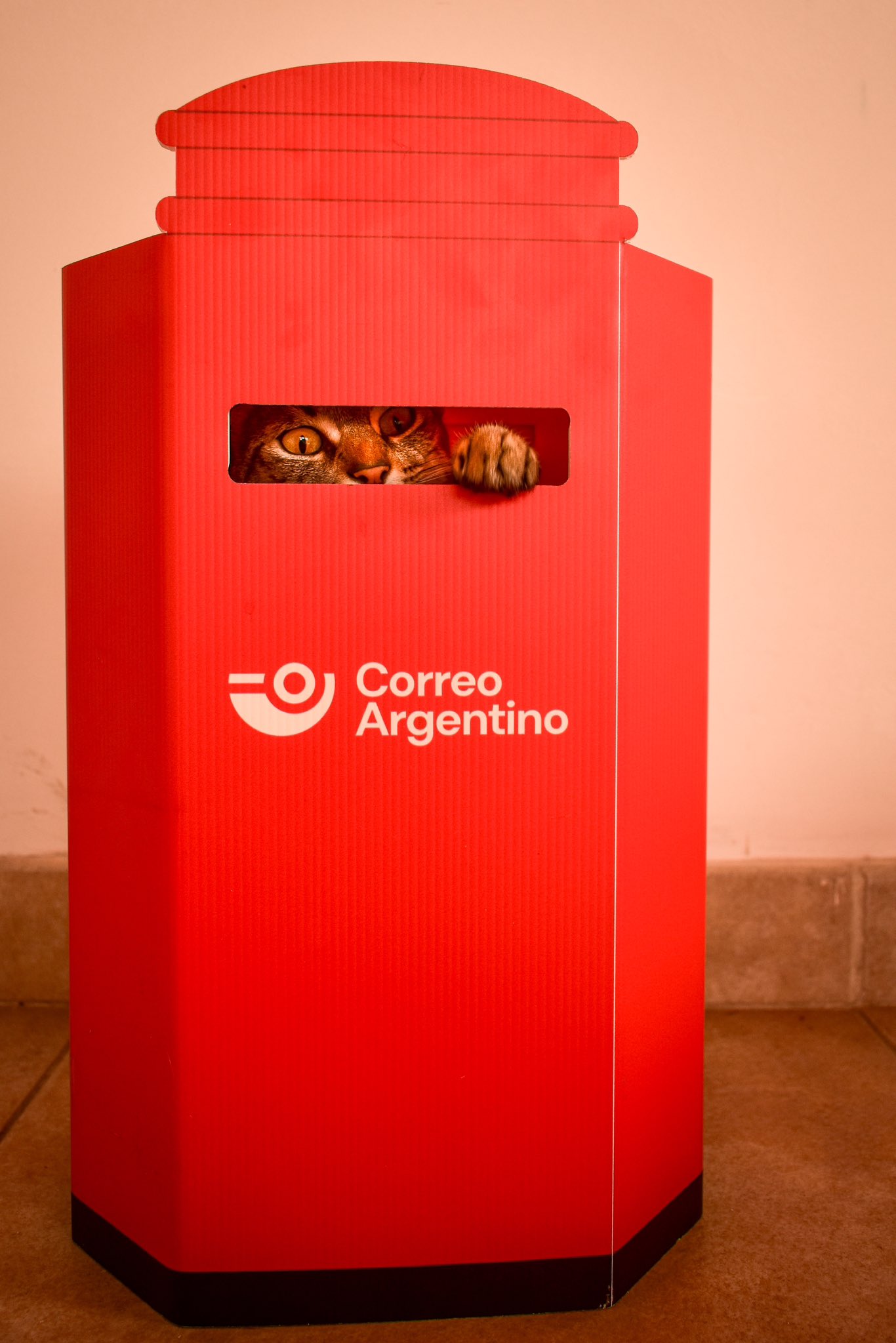 Correo Argentino on X Feliz Dia Internacional del Gato Sabemos que a nuestros felinos les encanta meterse en cajas pero tambien tienen una debilidad secreta por los buzones de Correo
