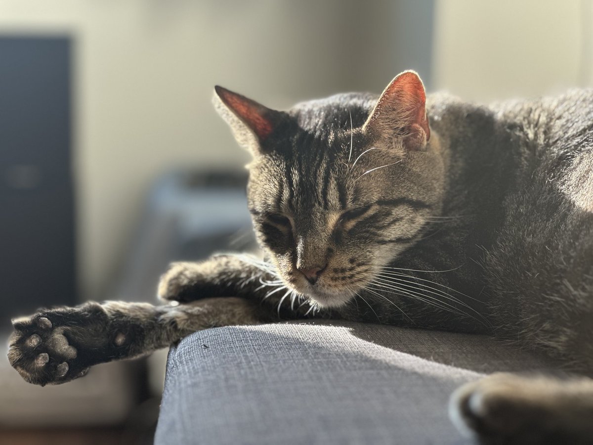 ASPCA's tweet photo. Say hello to your new furry friend, Fred on #InternationalCatDay! 🧡

Tap this link for more information: https://t.co/X03lxViYE5 https://t.co/YqLD1lpM5Q