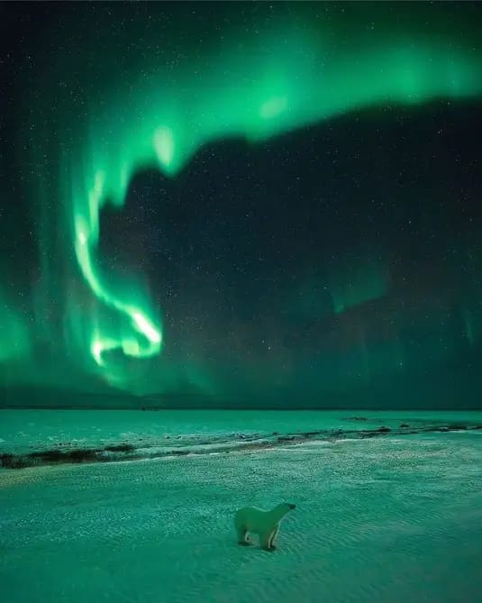 RincnCuriosoo's tweet image. Un oso polar fascinado por las auroras boreales.

📸:Paul zizka.
