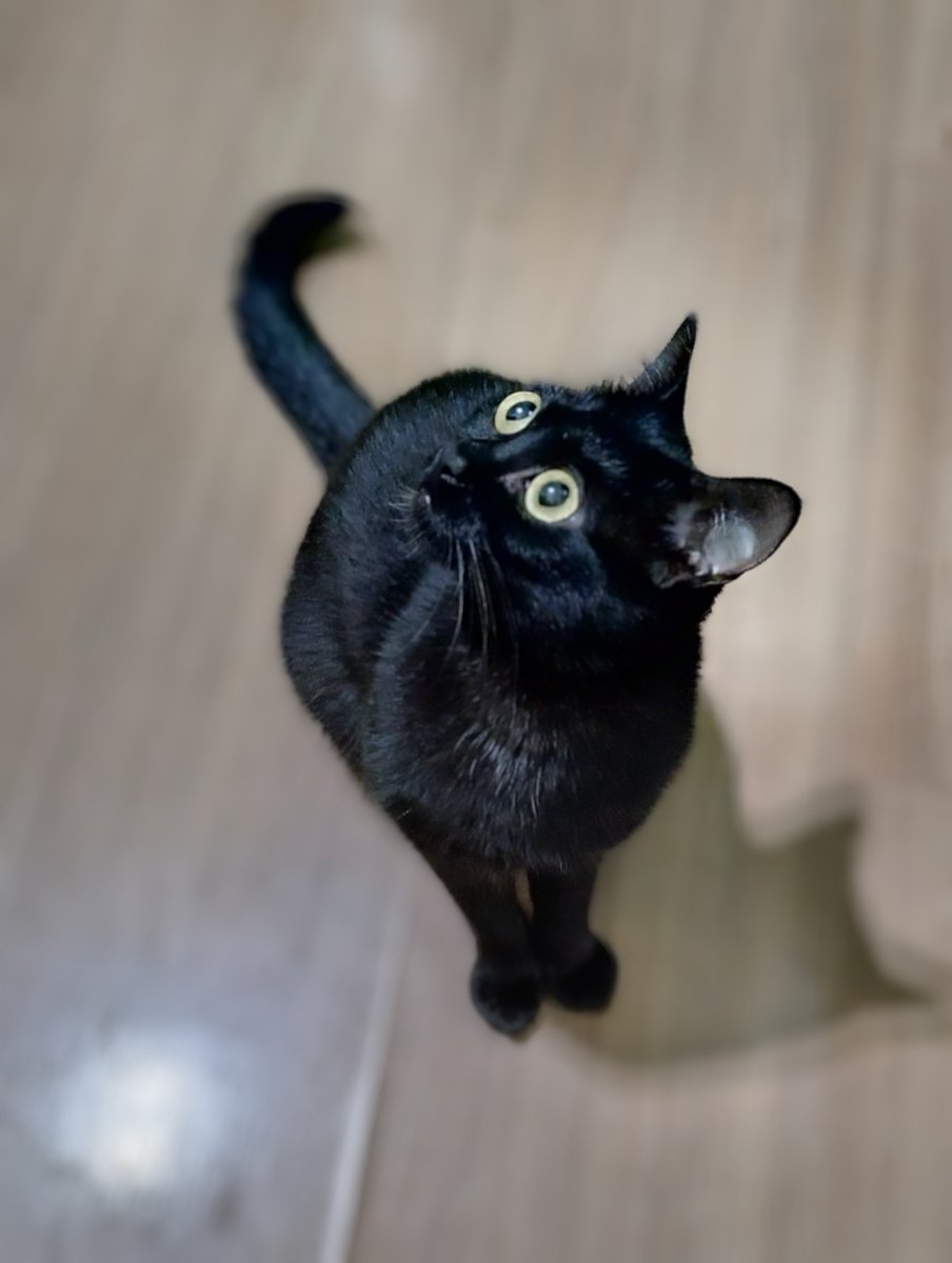 afer_03's tweet photo. @balancogeral Essa é a Ísis, minha panterinha maluquinha e amada.
Azar é não ter um gatinho preto para colorir seus dias!

#🐈 #BalançoGeral  #gato #diainternacionaldogato #gatopreto https://t.co/QYD4fTCaCK