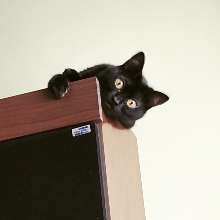 afer_03's tweet photo. @balancogeral Essa é a Ísis, minha panterinha maluquinha e amada.
Azar é não ter um gatinho preto para colorir seus dias!

#🐈 #BalançoGeral  #gato #diainternacionaldogato #gatopreto https://t.co/QYD4fTCaCK
