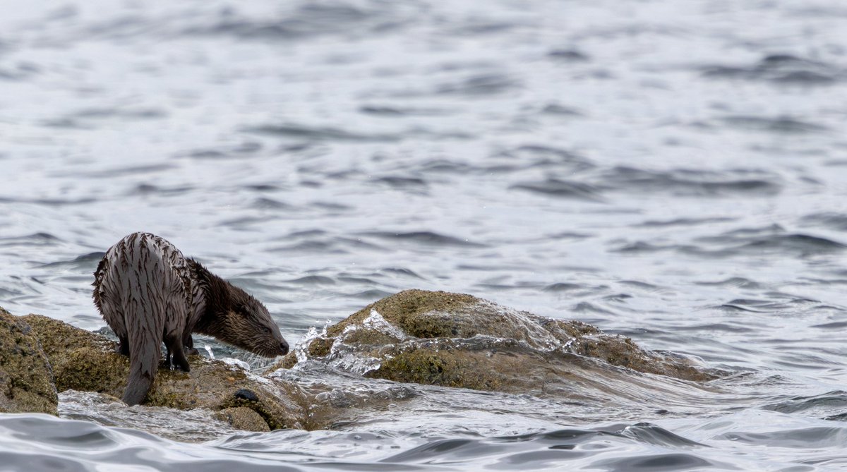 expandinghuman's tweet photo. I was lucky enough to catch a glimpse of this otter, eating a crab I think and sharing it with a hooded crow which turned up https://t.co/FeJh5fSZmi